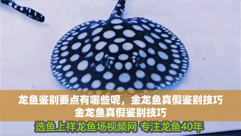 龍魚鑒別要點有哪些呢，金龍魚真假鑒別技巧金龍魚真假鑒別技巧 龍魚鑒別要點有哪些呢，金龍魚真假鑒別技巧金龍魚真假鑒別技巧 龍魚百科 第2張