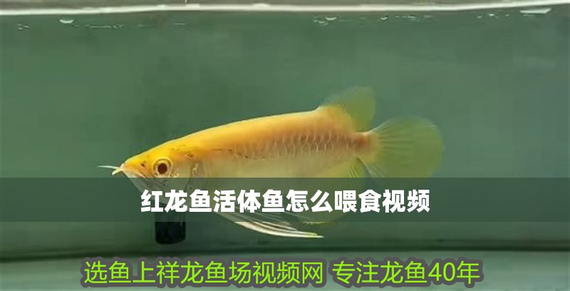 紅龍魚活體魚怎么喂食視頻 紅龍魚活體魚怎么喂食視頻 龍魚百科