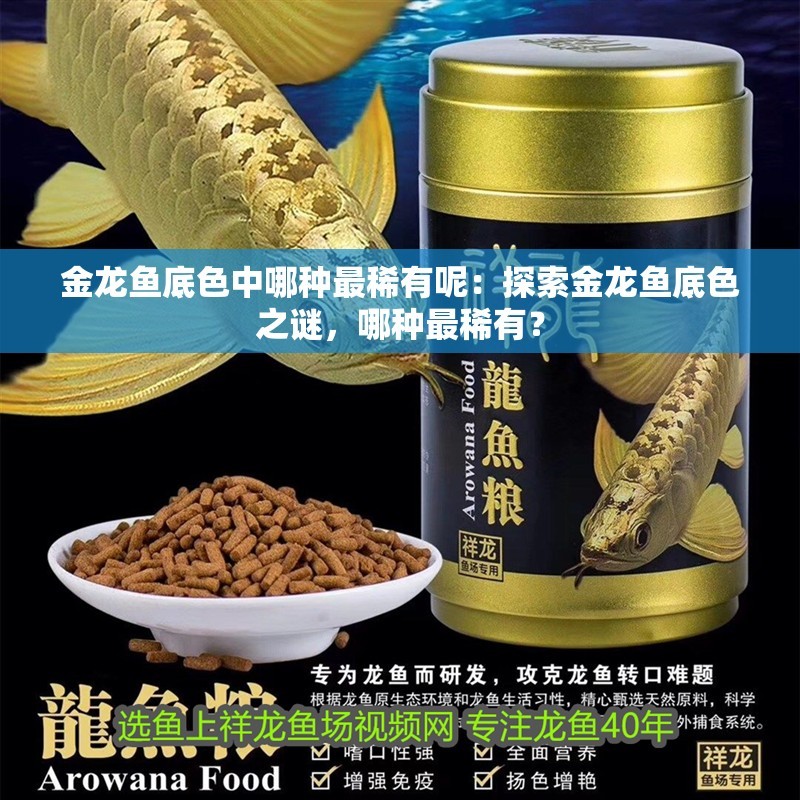 金龍魚底色中哪種最稀有呢：探索金龍魚底色之謎，哪種最稀有？