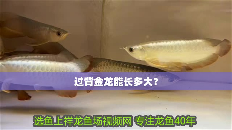 過背金龍能長多大？