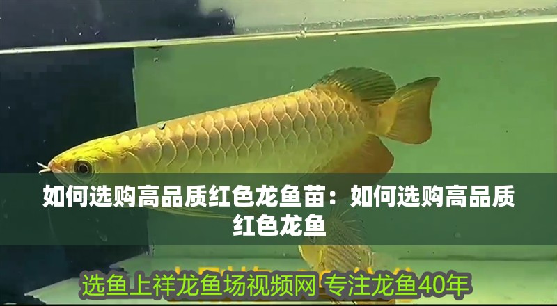 如何選購高品質紅色龍魚苗：如何選購高品質紅色龍魚
