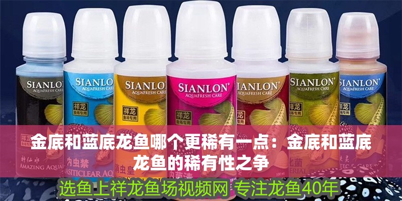 金底和藍底龍魚哪個更稀有一點：金底和藍底龍魚的稀有性之爭