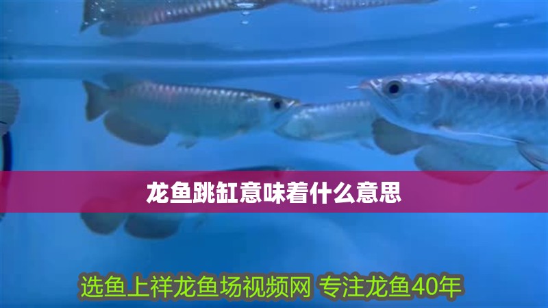 龍魚跳缸意味著什么意思