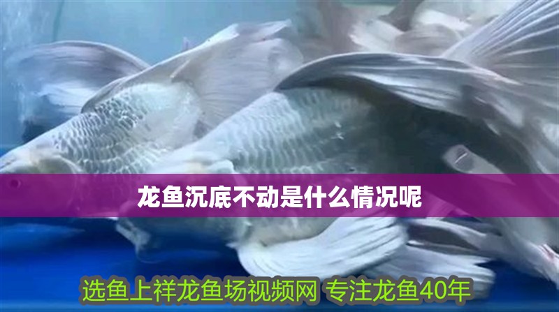 龍魚沉底不動是什么情況呢