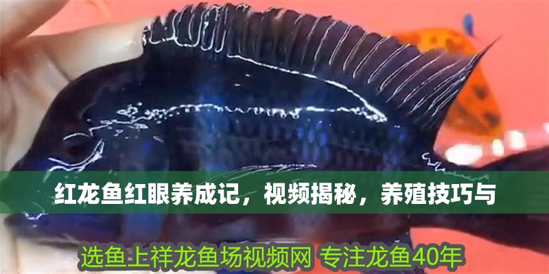 紅龍魚紅眼養(yǎng)成記，視頻揭秘，養(yǎng)殖技巧與