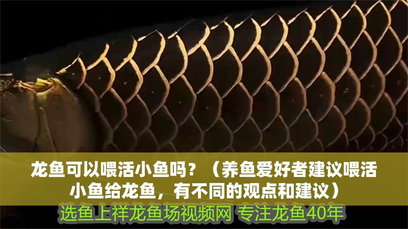 龍魚可以喂活小魚嗎？（養(yǎng)魚愛好者建議喂活小魚給龍魚，有不同的觀點和建議）