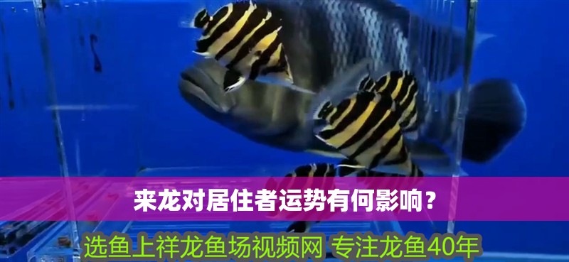 來龍對居住者運勢有何影響？