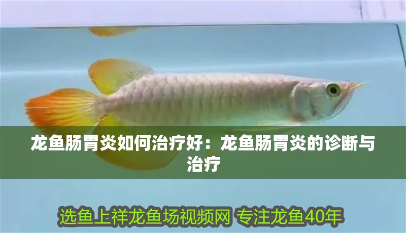 龍魚腸胃炎如何治療好：龍魚腸胃炎的診斷與治療