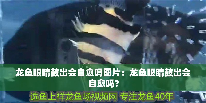 龍魚眼睛鼓出會自愈嗎圖片：龍魚眼睛鼓出會自愈嗎？