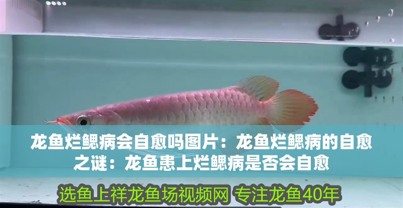 龍魚爛鰓病會(huì)自愈嗎圖片：龍魚爛鰓病的自愈之謎：龍魚患上爛鰓病是否會(huì)自愈