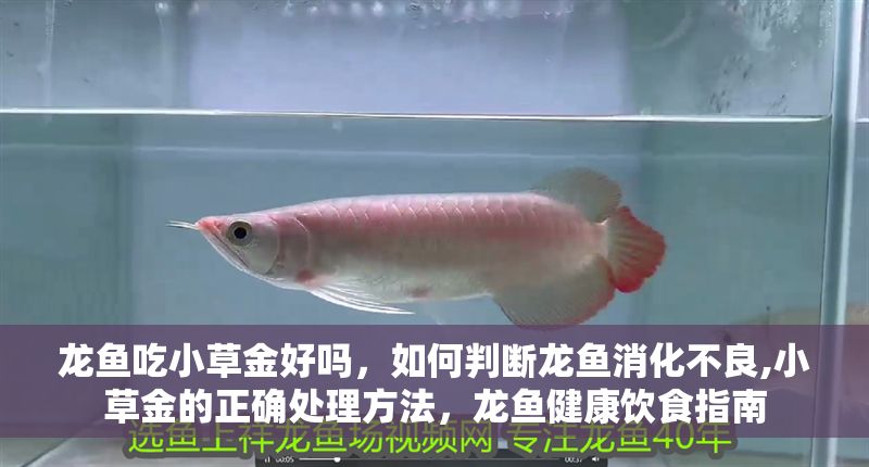 龍魚吃小草金好嗎，如何判斷龍魚消化不良,小草金的正確處理方法，龍魚健康飲食指南 龍魚吃小草金好嗎，如何判斷龍魚消化不良,小草金的正確處理方法，龍魚健康飲食指南 龍魚百科 第2張