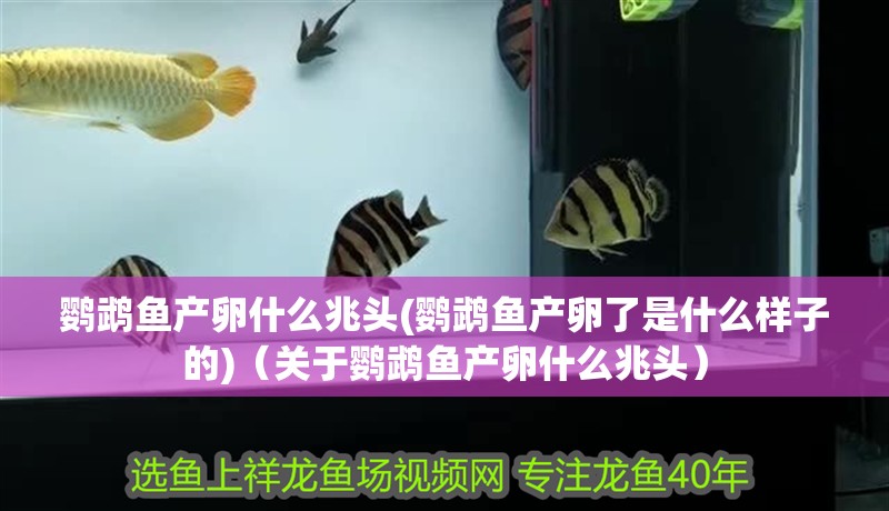 我的虎魚真菌感染了要怎么處理 鸚鵡魚產(chǎn)卵什么兆頭(鸚鵡魚產(chǎn)卵了是什么樣子的)(關(guān)于鸚鵡魚產(chǎn)卵什么兆頭) 觀賞魚百科 鸚鵡魚產(chǎn)卵什么兆頭(鸚鵡魚產(chǎn)卵了是什么樣子的)(關(guān)于鸚鵡魚產(chǎn)卵什么兆頭) 鸚鵡魚產(chǎn)卵什么兆頭(鸚鵡魚產(chǎn)卵了是什么樣子的)(關(guān)于鸚鵡魚產(chǎn)卵什么兆頭) 觀賞魚百科