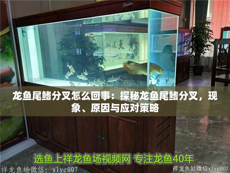龍魚尾鰭分叉怎么回事:探秘龍魚尾鰭分叉,現象、原因與應對策略 龍魚百科 第1張 龍魚尾鰭分叉怎么回事:探秘龍魚尾鰭分叉,現象、原因與應對策略 龍魚尾鰭分叉怎么回事:探秘龍魚尾鰭分叉,現象、原因與應對策略 龍魚百科 第1張