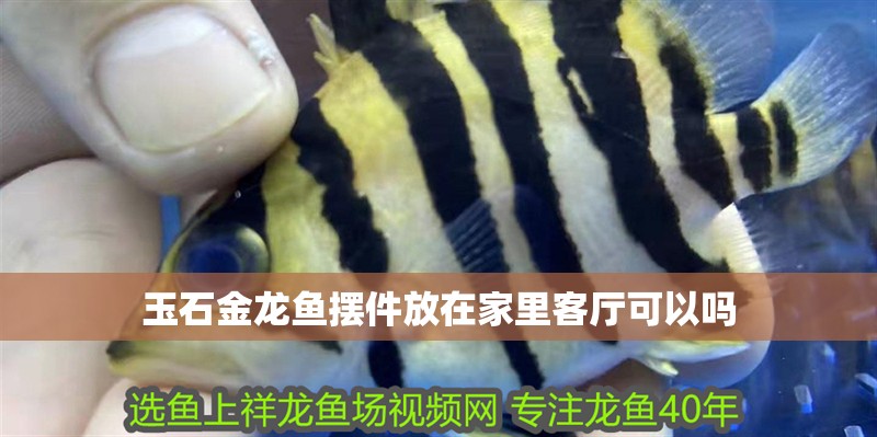 玉石金龍魚擺件放在家里客廳可以嗎 玉石金龍魚擺件放在家里客廳可以嗎 龍魚百科