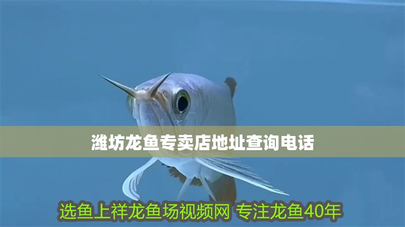 魚缸過濾器選購指南:自制魚缸過濾器魚缸上置過濾器對于養魚愛好者的必備知識 濰坊龍魚專賣店地址查詢電話 龍魚百科 濰坊龍魚專賣店地址查詢電話 濰坊龍魚專賣店地址查詢電話 龍魚百科