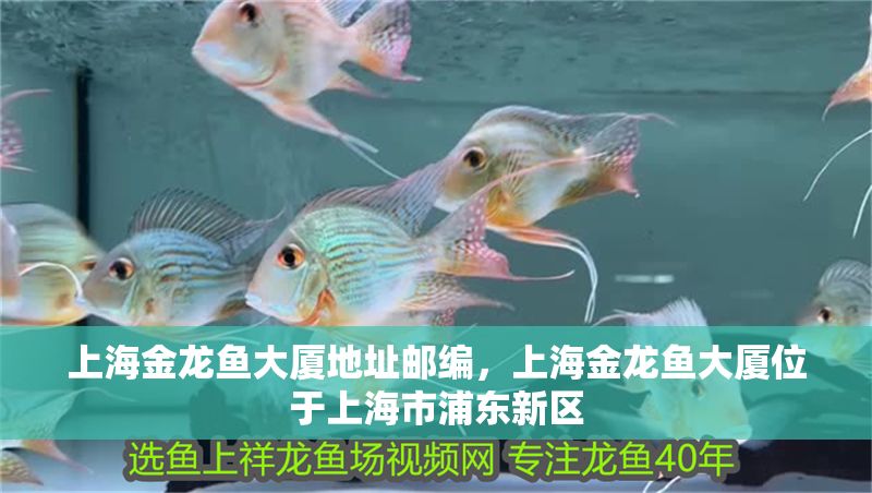 上海金龍魚大廈地址郵編，上海金龍魚大廈位于上海市浦東新區