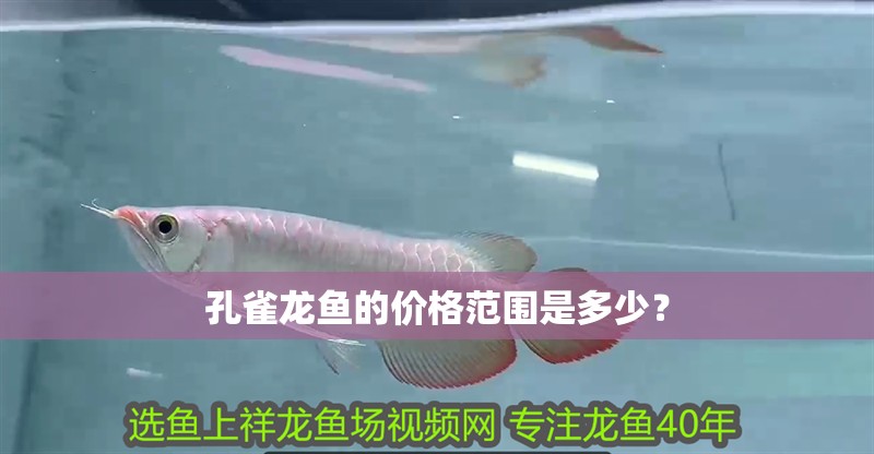 孔雀龍魚的價格范圍是多少？