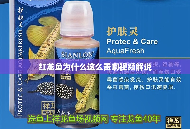 紅龍魚為什么這么貴啊視頻解說