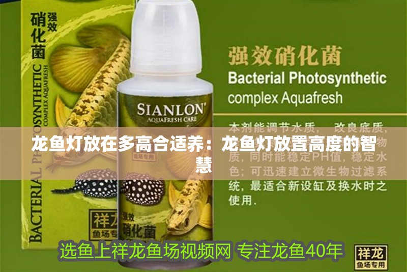 龍魚燈放在多高合適養：龍魚燈放置高度的智慧