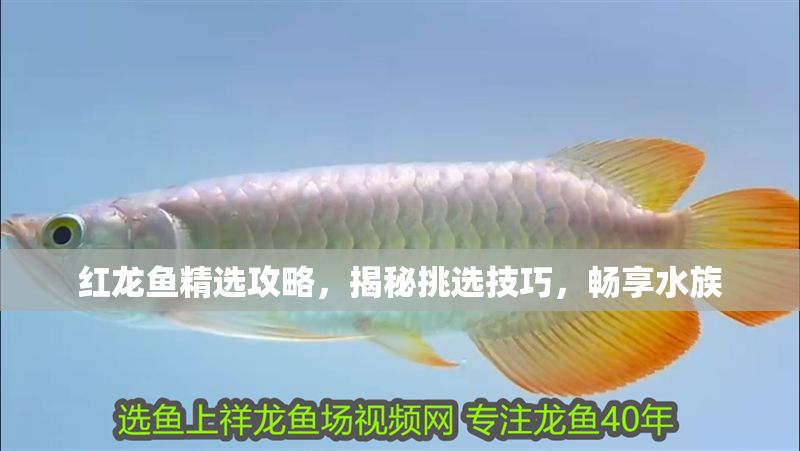 紅龍魚精選攻略，揭秘挑選技巧，暢享水族