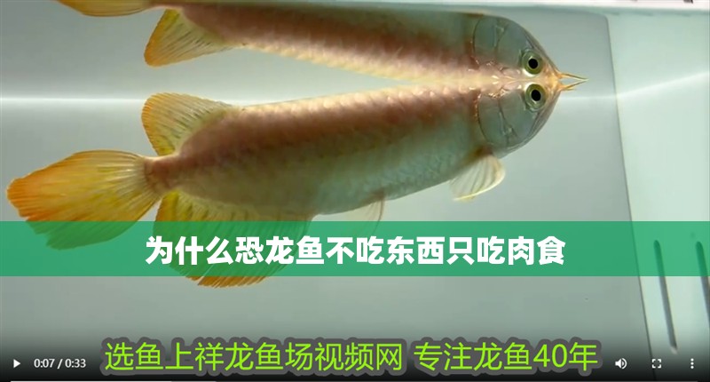 為什么恐龍魚(yú)不吃東西只吃肉食