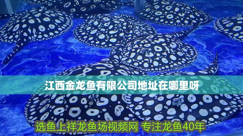 金龍魚疾病預(yù)防與治療 金龍魚疾病預(yù)防與治療 龍魚百科