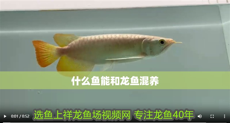 什么魚能和龍魚混養