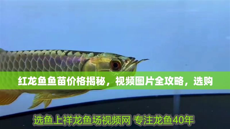 紅龍魚魚苗價格揭秘，視頻圖片全攻略，選購