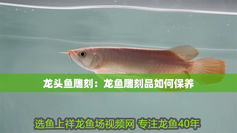 龍頭魚雕刻：龍魚雕刻品如何保養