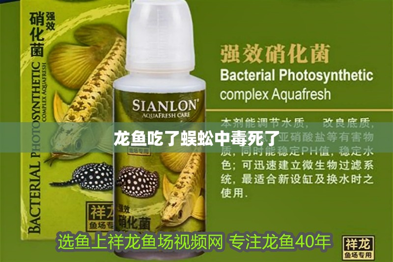 龍魚吃了蜈蚣中毒死了 龍魚吃了蜈蚣中毒死了 龍魚百科