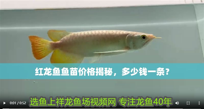 紅龍魚魚苗價格揭秘，多少錢一條？