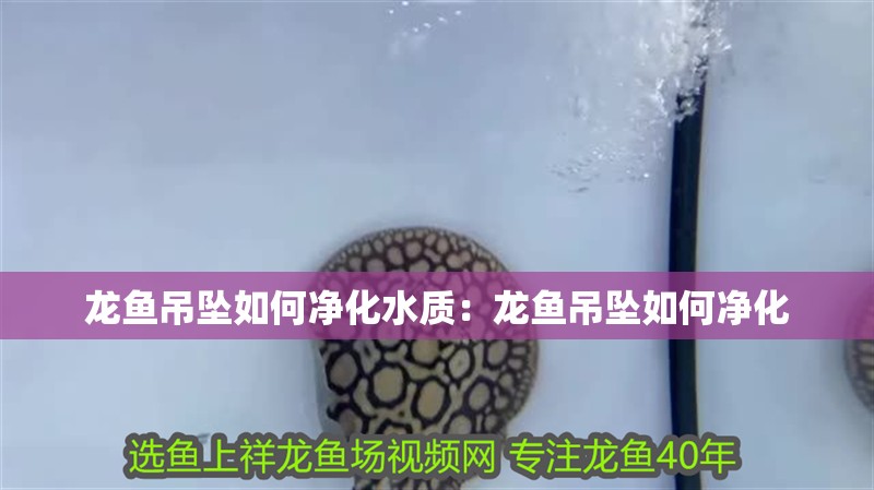 龍魚吊墜如何凈化水質：龍魚吊墜如何凈化