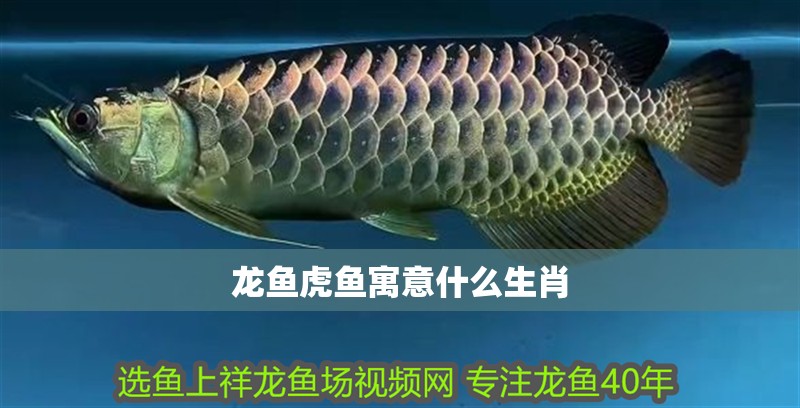 龍魚虎魚寓意什么生肖