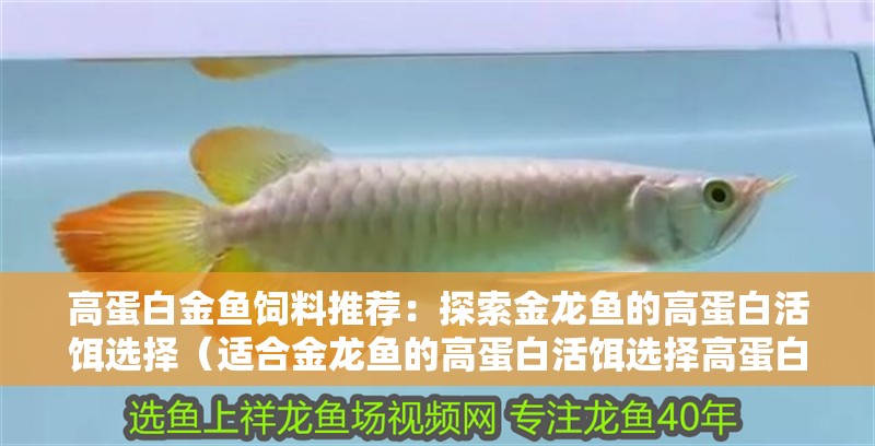高蛋白金魚飼料推薦：探索金龍魚的高蛋白活餌選擇（適合金龍魚的高蛋白活餌選擇高蛋白活餌需要考慮的因素）
