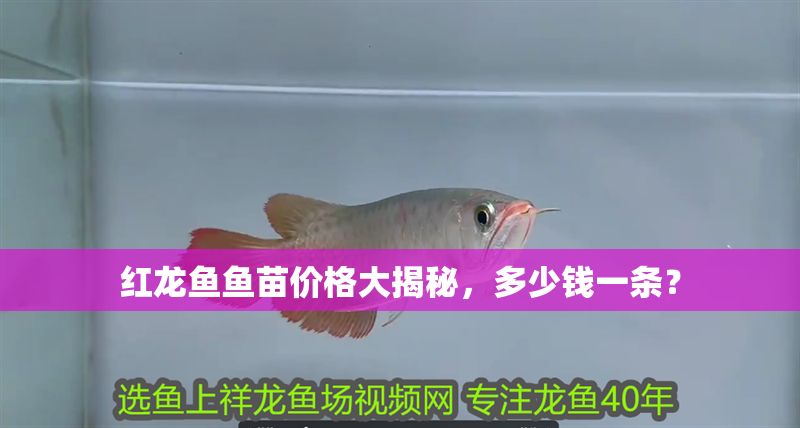 紅龍魚魚苗價格大揭秘，多少錢一條？