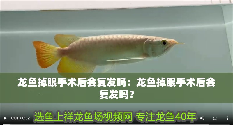 龍魚掉眼手術后會復發嗎：龍魚掉眼手術后會復發嗎？