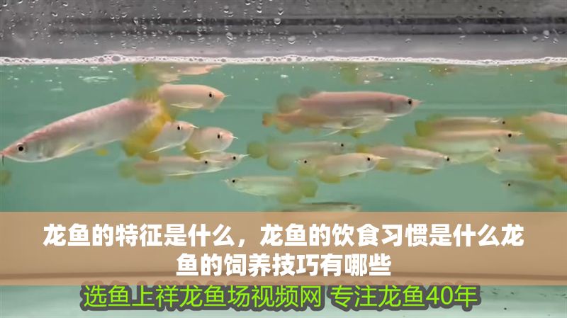 龍魚的特征是什么,龍魚的飲食習慣是什么龍魚的飼養技巧有哪些 龍魚百科 第2張 龍魚的特征是什么,龍魚的飲食習慣是什么龍魚的飼養技巧有哪些 龍魚的特征是什么,龍魚的飲食習慣是什么龍魚的飼養技巧有哪些 龍魚百科 第2張