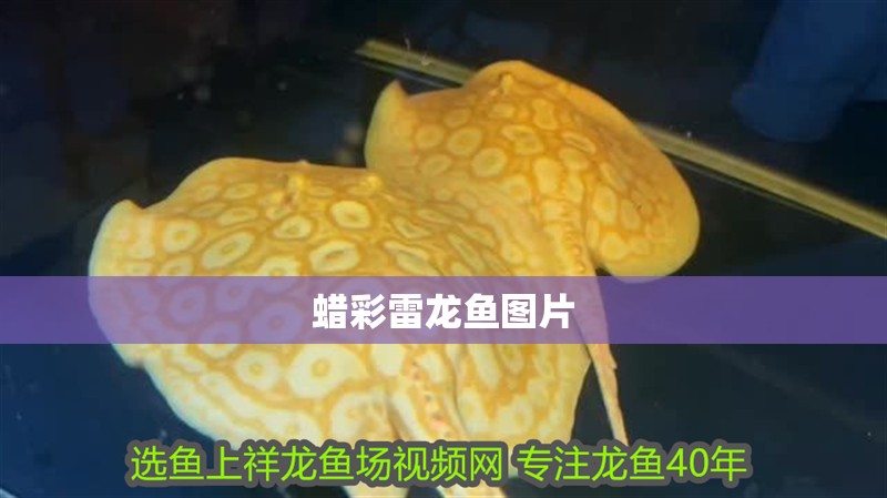 蠟彩雷龍魚圖片