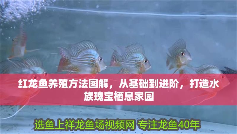 紅龍魚養殖方法圖解，從基礎到進階，打造水族瑰寶棲息家園