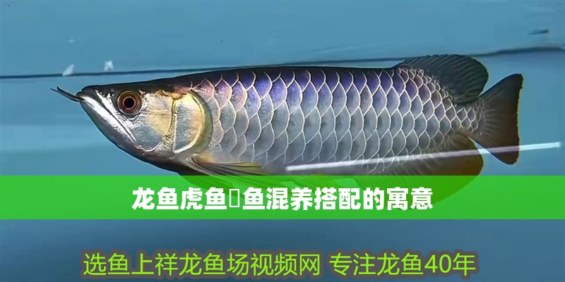 龍魚虎魚魟魚混養搭配的寓意
