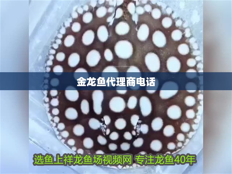 金龍魚代理商電話 金龍魚代理商電話 龍魚百科
