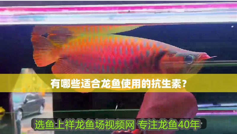 魚缸過濾器選購指南:自制魚缸過濾器魚缸上置過濾器對于養(yǎng)魚愛好者的必備知識 有哪些適合龍魚使用的抗生素? 龍魚百科 有哪些適合龍魚使用的抗生素? 有哪些適合龍魚使用的抗生素? 龍魚百科