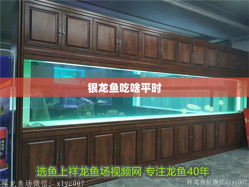 銀龍魚吃啥平時