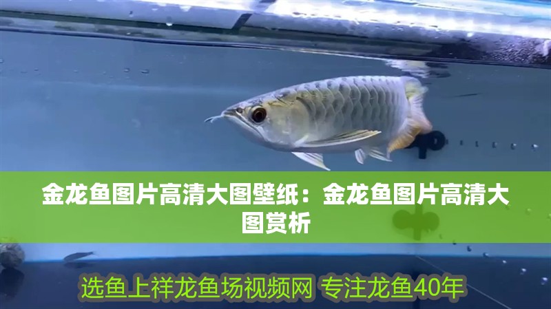 金龍魚圖片高清大圖壁紙：金龍魚圖片高清大圖賞析