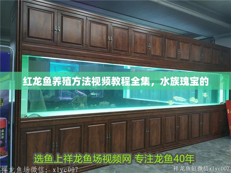 紅龍魚養殖方法視頻教程全集，水族瑰寶的
