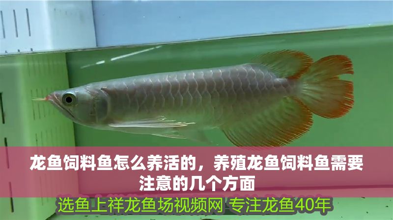 龍魚飼料魚怎么養(yǎng)活的，養(yǎng)殖龍魚飼料魚需要注意的幾個(gè)方面