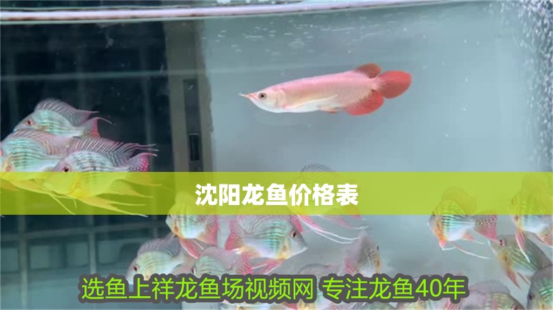 魚缸過濾器選購指南:自制魚缸過濾器魚缸上置過濾器對于養魚愛好者的必備知識 沈陽龍魚價格表 龍魚百科 沈陽龍魚價格表 沈陽龍魚價格表 龍魚百科