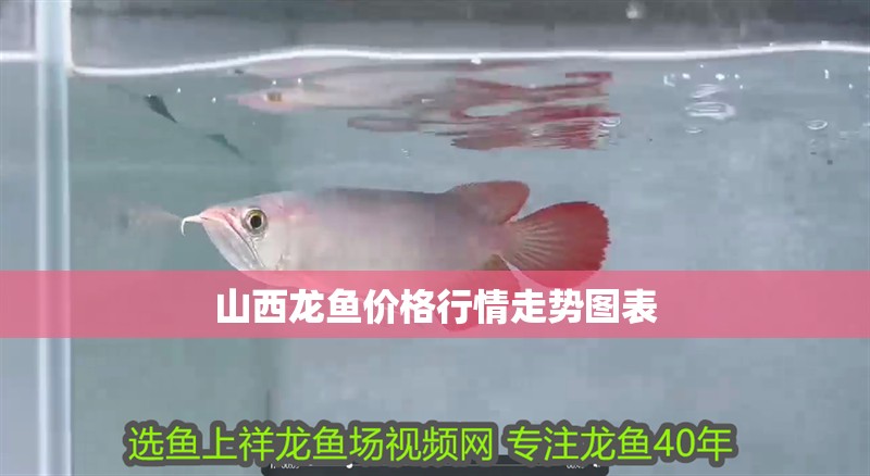 山西龍魚價格行情走勢圖表