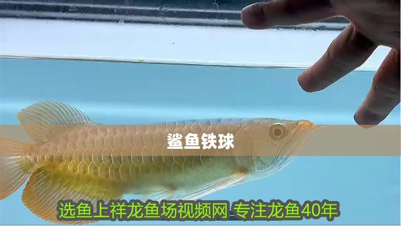 鯊魚鐵球 鯊魚鐵球 龍魚論壇