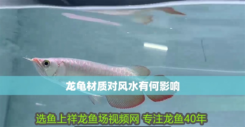 龍魚(yú)干蝦有營(yíng)養(yǎng)嗎 龍龜材質(zhì)對(duì)風(fēng)水有何影響 龍魚(yú)百科 龍龜材質(zhì)對(duì)風(fēng)水有何影響 龍龜材質(zhì)對(duì)風(fēng)水有何影響 龍魚(yú)百科